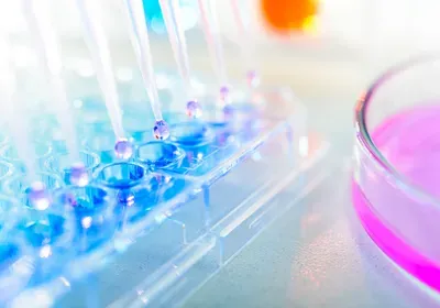 fetal tissue research stem cells